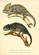 Description des reptiles nouveaux ou imparfaitement connus de la collection du Muséum d'histoire naturelle et remarques sur la classification et les caractères des reptiles (1852) (20246813704)