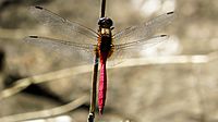 Dragonfly with red abdomen dorsal (16060233165)