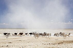 Dust Cloud in Etosha National Park.jpg