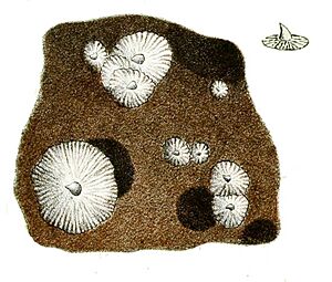 Echinorhinus brucus denticle