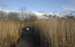 Education space in the wetlands area at Foxglove Covert