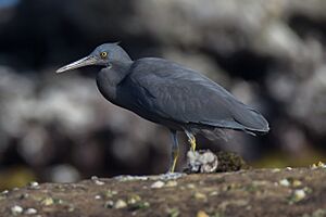 Egretta sacra - Doughboy Head