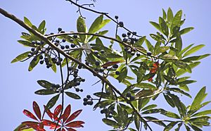 Elaeocarpus grandis.jpg