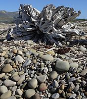 Emma Wood State Beach, rocks and driftwood roots