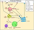 Endocytic pathway of animal cells showing EGF receptors, transferrin receptors and mannose-6-phosphate receptors