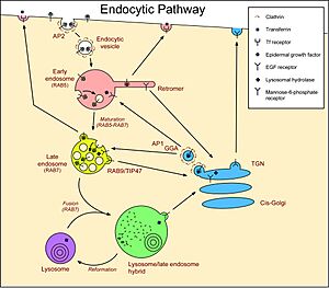 Endocytic pathway of animal cells showing EGF receptors, transferrin receptors and mannose-6-phosphate receptors