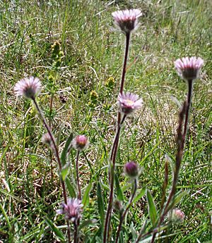 Erigeron borealis - Iceland 20070708.jpg