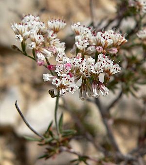 Eriogonum microthecum var simpsonii 3.jpg