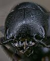 Escarabajo errante (Ocypus olens), Hartelholz, Múnich, Alemania, 2020-06-28, DD 512-524 FS