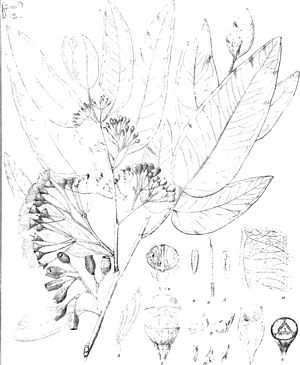 Eucalyptographia. A descriptive atlas of the eucalypts of Australia and the adjoining islands; (1879) (20600511110).jpg