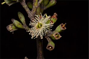 Eucalyptus froggattii flower