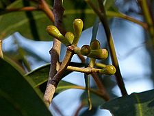Eucalyptus muelleriana buds
