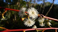 Eucalyptus multicaulis flowers 1