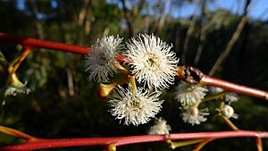 Eucalyptus multicaulis flowers 1