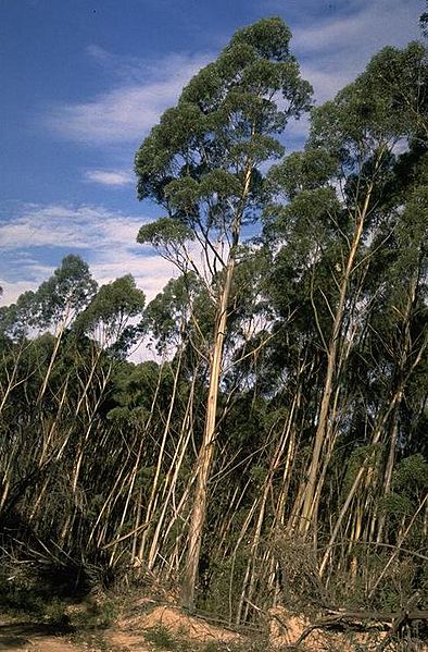 Eucalyptus paliformis