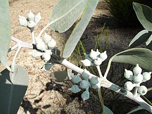 Eucalyptus woodwardii.jpg