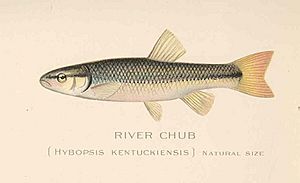 FMIB 43218 River Chub (Hybopsis kentuckiensis).jpeg