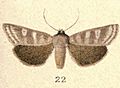 Fig 22 New Zealand Moths and Butterflies (1898) 05 (cropped)