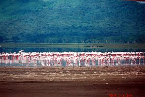 Flamingos at lake Nakuru