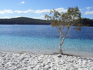 Fraser Island Lake McKenzie - panoramio