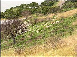French broom burn site lateral fire