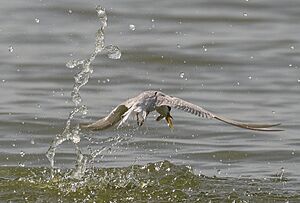 Geater Crested Tern Splash (52696126573) (cropped)