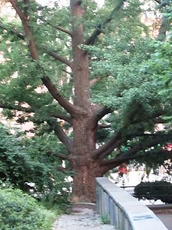 Ginkgo biloba tree, Isham Park