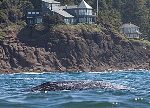 Gray whale & houses, Depoe Bay