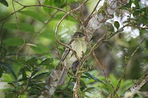 Greater Antillean Elaenia 2506097067.jpg