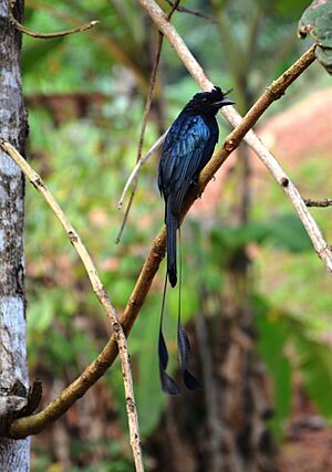 Greater racket tailed Drongo