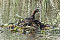Grebe-australasian