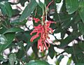 Grevillea victoriae subsp. nivalis