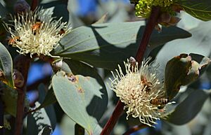 Hakea Petiolaris flowers with bees April 2015