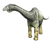 Haplocanthosaurus.jpg
