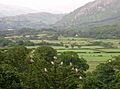 Herons at Muncaster - geograph.org.uk - 1979871