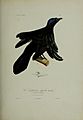Histoire naturelle des oiseaux de paradis et des épimaques (19244196163)