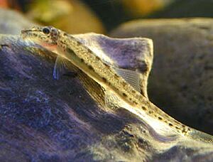 Horseface loach reduced