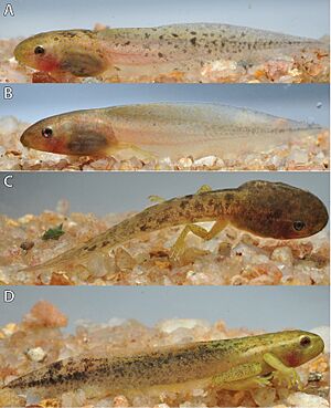 Hyperolius castaneus tadpole color variation Gosner stages 35-44