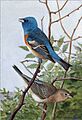 I087b Lazuli Bunting