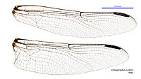 Ictinogomphus australis male wings (35059953885)