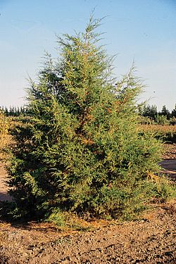 Juniperus scopulorum tree