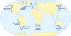 Kelp forest distribution map