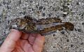 Lipophrys pholis Netherlands