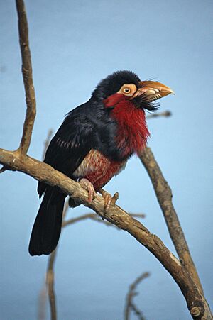Lybius dubius at the Denver Zoo-2012 03 12 0962.jpg