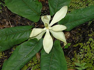 Magnoliafraseri rt2