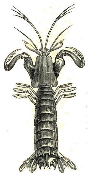 MantisShrimpLyd