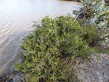 Melaleuca blaeriifolia (habit)