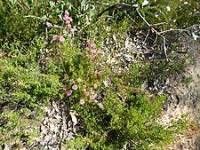 Melaleuca parviceps (habit)