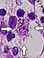 Melanophage