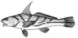 Menticirrhus saxatilis (line arg).jpg